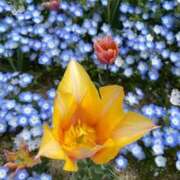 ヒメ日記 2025/04/24 19:32 投稿 安奈(あんな) カリビアンマッサージ 天使のゆびさき 岡山店