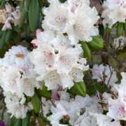 ヒメ日記 2025/05/15 09:46 投稿 安奈(あんな) カリビアンマッサージ 天使のゆびさき 岡山店