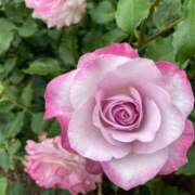 ヒメ日記 2025/05/31 10:24 投稿 安奈(あんな) カリビアンマッサージ 天使のゆびさき 岡山店