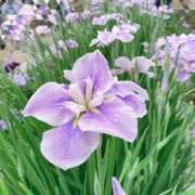 ヒメ日記 2025/06/09 09:52 投稿 安奈(あんな) カリビアンマッサージ 天使のゆびさき 岡山店