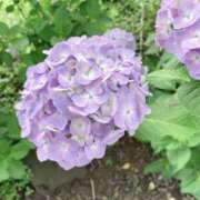 ヒメ日記 2025/06/14 09:50 投稿 安奈(あんな) カリビアンマッサージ 天使のゆびさき 岡山店