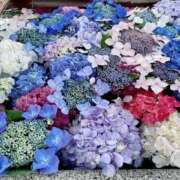 ヒメ日記 2025/06/18 09:46 投稿 安奈(あんな) カリビアンマッサージ 天使のゆびさき 岡山店