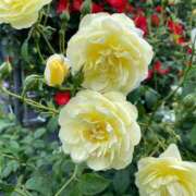 ヒメ日記 2025/06/28 09:42 投稿 安奈(あんな) カリビアンマッサージ 天使のゆびさき 岡山店