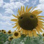 ヒメ日記 2025/07/12 09:50 投稿 安奈(あんな) カリビアンマッサージ 天使のゆびさき 岡山店