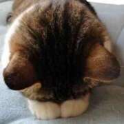 るい ごめんなさいm(._.)m 宮城大崎古川ちゃんこ