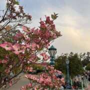 ヒメ日記 2025/05/10 22:41 投稿 つき 千葉人妻セレブリティ（ユメオト）