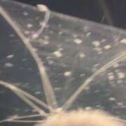 ヒメ日記 2025/03/17 12:35 投稿 折原レム ウルトラハピネス