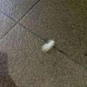 ヒメ日記 2025/03/14 16:06 投稿 かれん 鹿鳴館