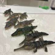 ヒメ日記 2025/05/19 11:06 投稿 かれん 鹿鳴館