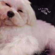 ヒメ日記 2025/01/14 10:49 投稿 もも 西船巨乳ぽっちゃり　乳神さま