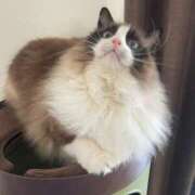 ヒメ日記 2025/04/12 17:57 投稿 しろ AFTER V（アフターファイブ）