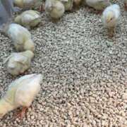 ヒメ日記 2026/02/15 17:12 投稿 しろ AFTER V（アフターファイブ）