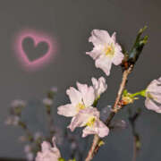 ヒメ日記 2025/03/10 22:50 投稿 さくらこ 奥鉄オクテツ神奈川店（デリヘル市場グループ）