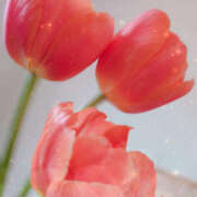 ヒメ日記 2025/03/25 08:25 投稿 さくらこ 奥鉄オクテツ神奈川店（デリヘル市場グループ）