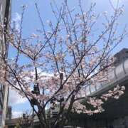 ヒメ日記 2025/04/04 12:28 投稿 さいか 俺のヤバい妻。(谷九)