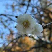 ミヤビ 小さい春🌸見つけた🌸かっふんだ🤣 仙台★出張マッサージ委員会