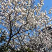 ヒメ日記 2026/03/20 17:25 投稿 ミヤビ 仙台★出張マッサージ委員会