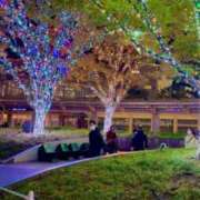 ヒメ日記 2025/11/14 08:15 投稿 桜庭 ひより RANUNCULUS(ラナンキュラス)