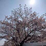 ヒメ日記 2025/04/22 17:10 投稿 うみ 金瓶梅-きんぺいぱい-