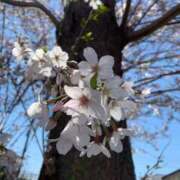 ヒメ日記 2025/03/27 09:03 投稿 うみ CECIL