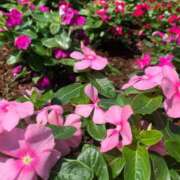 ヒメ日記 2025/09/27 23:41 投稿 うみ CECIL