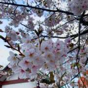 ヒメ日記 2026/03/29 20:02 投稿 うみ CECIL