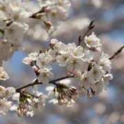 ヒメ日記 2025/04/08 13:50 投稿 倉科ちさと(ニューハーフ） 人妻生レンタル