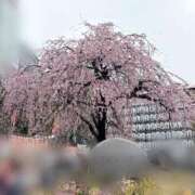 ヒメ日記 2026/03/27 12:49 投稿 Amu THE RICH