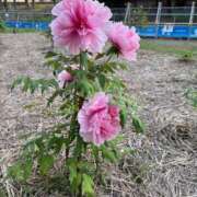 ヒメ日記 2026/04/17 12:04 投稿 Amu THE RICH