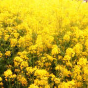 ヒメ日記 2025/04/18 11:43 投稿 かえで モアグループ宇都宮人妻花壇