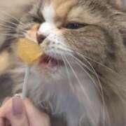 ヒメ日記 2025/06/10 21:45 投稿 にこ いきなりラブ彼女