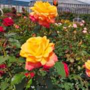 浅見しの 今年もよろしくお願いします 五十路マダムエクスプレス船橋店(カサブランカグループ)