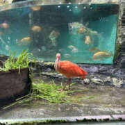 瀬戸あすか ごめーーん 横浜プロダクション