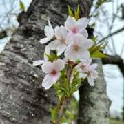 ヒメ日記 2025/04/11 23:50 投稿 かなこ 吉祥寺ミセス・シンデレラ（シンデレラグループ）