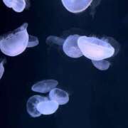 ヒメ日記 2025/10/21 00:00 投稿 かなこ 吉祥寺ミセス・シンデレラ（シンデレラグループ）