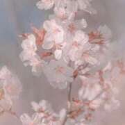 ヒメ日記 2025/04/09 22:43 投稿 ゆりあ 東京エステコレクション 新橋・銀座