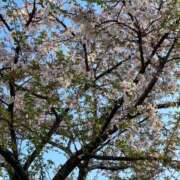 ふみか 葉桜🌸 熟女デリヘル倶楽部