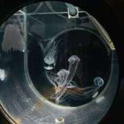 ヒメ日記 2025/09/02 23:05 投稿 せいら アクトレス(鶯谷)