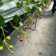 ヒメ日記 2025/03/25 14:14 投稿 くみ 熟女の風俗最終章 仙台店