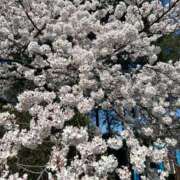 ヒメ日記 2025/04/12 18:24 投稿 くみ 熟女の風俗最終章 仙台店