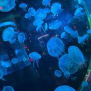 ヒメ日記 2026/03/17 10:13 投稿 らむ 丸妻 厚木店