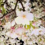 ヒメ日記 2025/04/08 21:42 投稿 あおい ヌクトコ池袋店