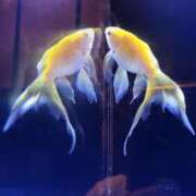 ヒメ日記 2025/07/29 08:09 投稿 あかり しこたまッ！～コスプレ×恋愛～