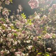 ヒメ日記 2025/04/21 01:16 投稿 美穂（ミホ） アバンチュール(五反田)