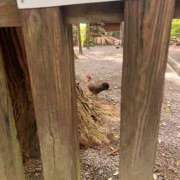 ヒメ日記 2025/07/16 17:01 投稿 美穂（ミホ） アバンチュール(五反田)