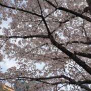 ヒメ日記 2025/04/05 19:58 投稿 水城 有為子 名古屋貴楼館