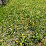 ヒメ日記 2025/04/22 06:48 投稿 水城 有為子 名古屋貴楼館