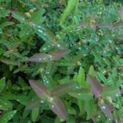 ヒメ日記 2025/05/17 08:48 投稿 水城 有為子 名古屋貴楼館