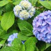 ヒメ日記 2025/06/17 08:18 投稿 水城 有為子 名古屋貴楼館