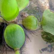 ヒメ日記 2025/07/09 08:08 投稿 水城 有為子 名古屋貴楼館